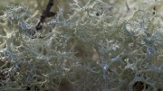 IMG-8021Cladonia-portentosa700X394-2