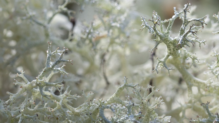 Gros plan sur lichen des rennes, Cladonia portentosa - ©eco-systeme-Serge-H