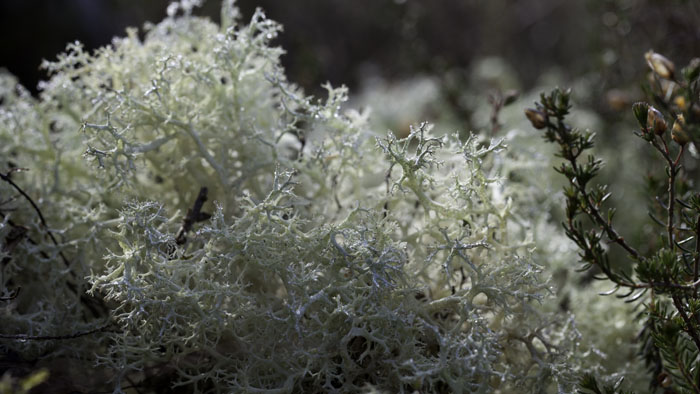 Cladonia portentosa. Le plus commun des lichens des rennes sur landes rases et tourbières - ©eco-systeme-Serge-H